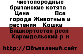 чистопородные британские котята › Цена ­ 10 000 - Все города Животные и растения » Кошки   . Башкортостан респ.,Караидельский р-н